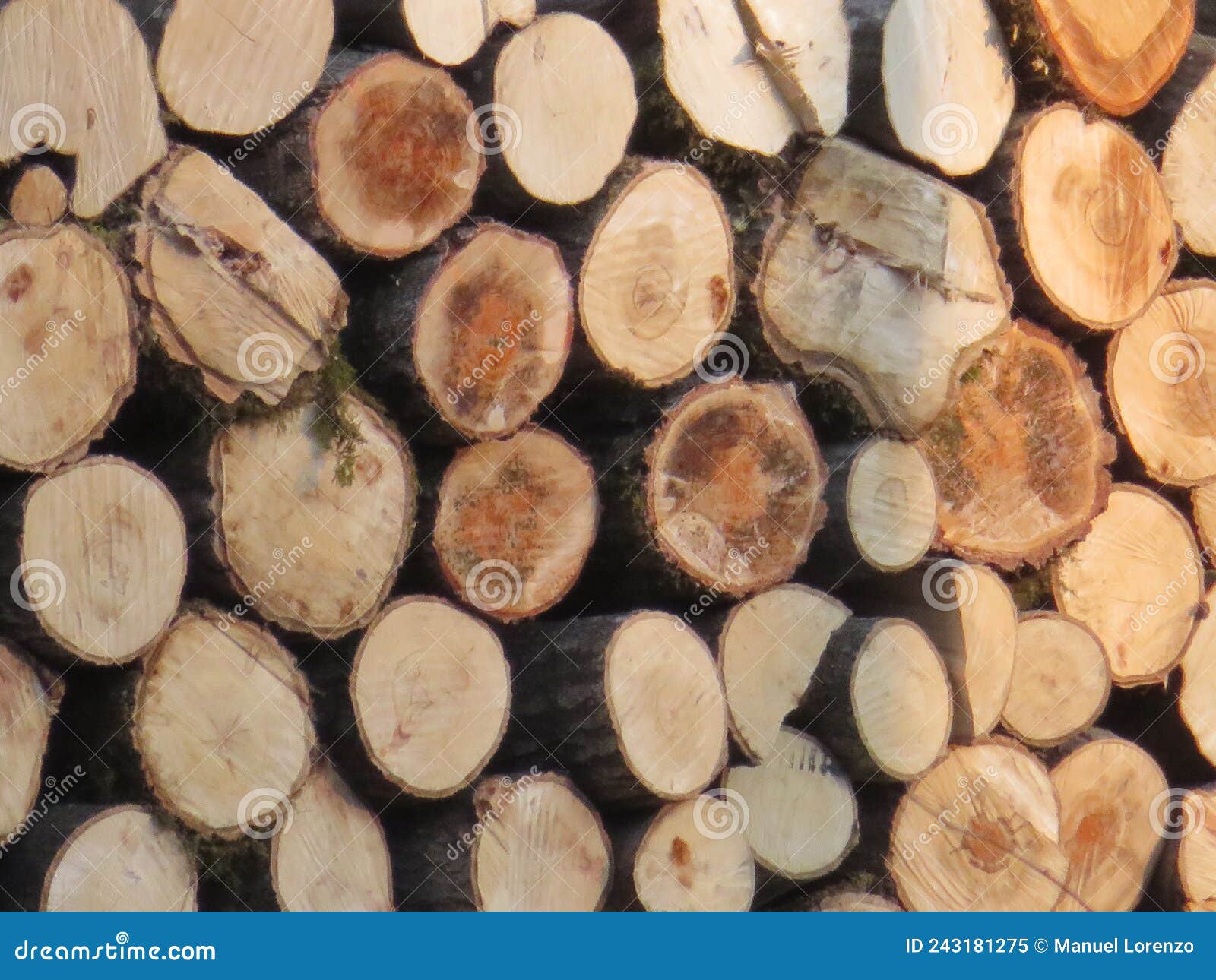 logs of wood trees cut industry firewood deforestation