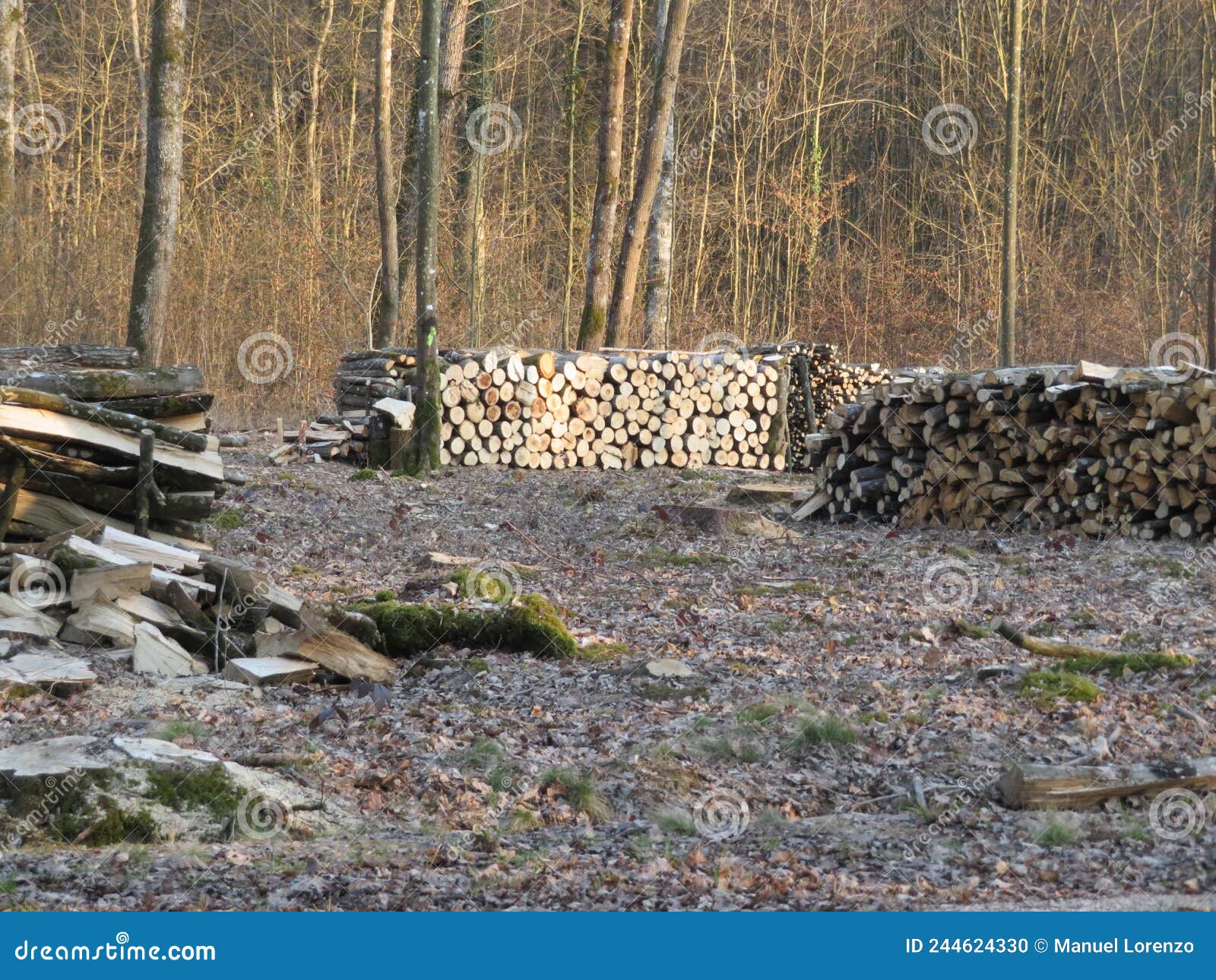 logs of wood trees cut industry firewood deforestation