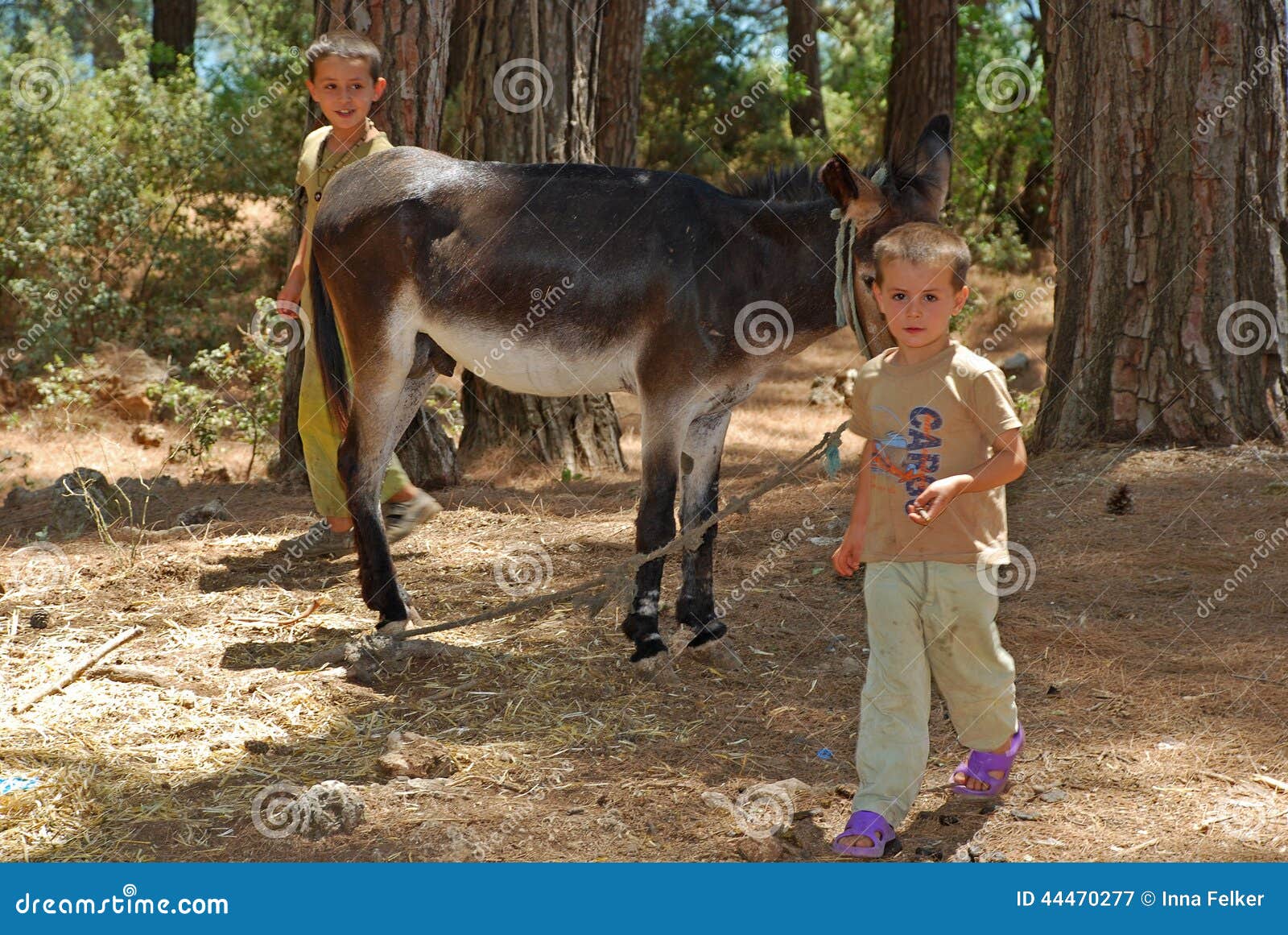 Briljant bizon les Lokale Kinderen Met Ezel, Turkije Redactionele Fotografie - Image of  muilezel, vrolijk: 44470277