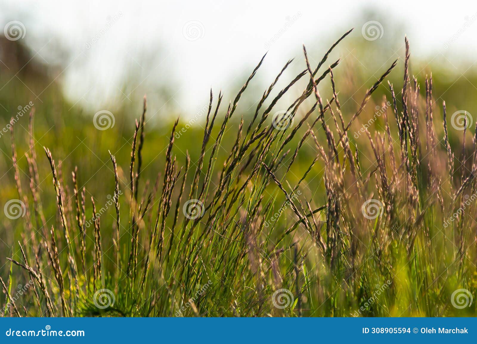 lolium perenne or perennial ryegrass