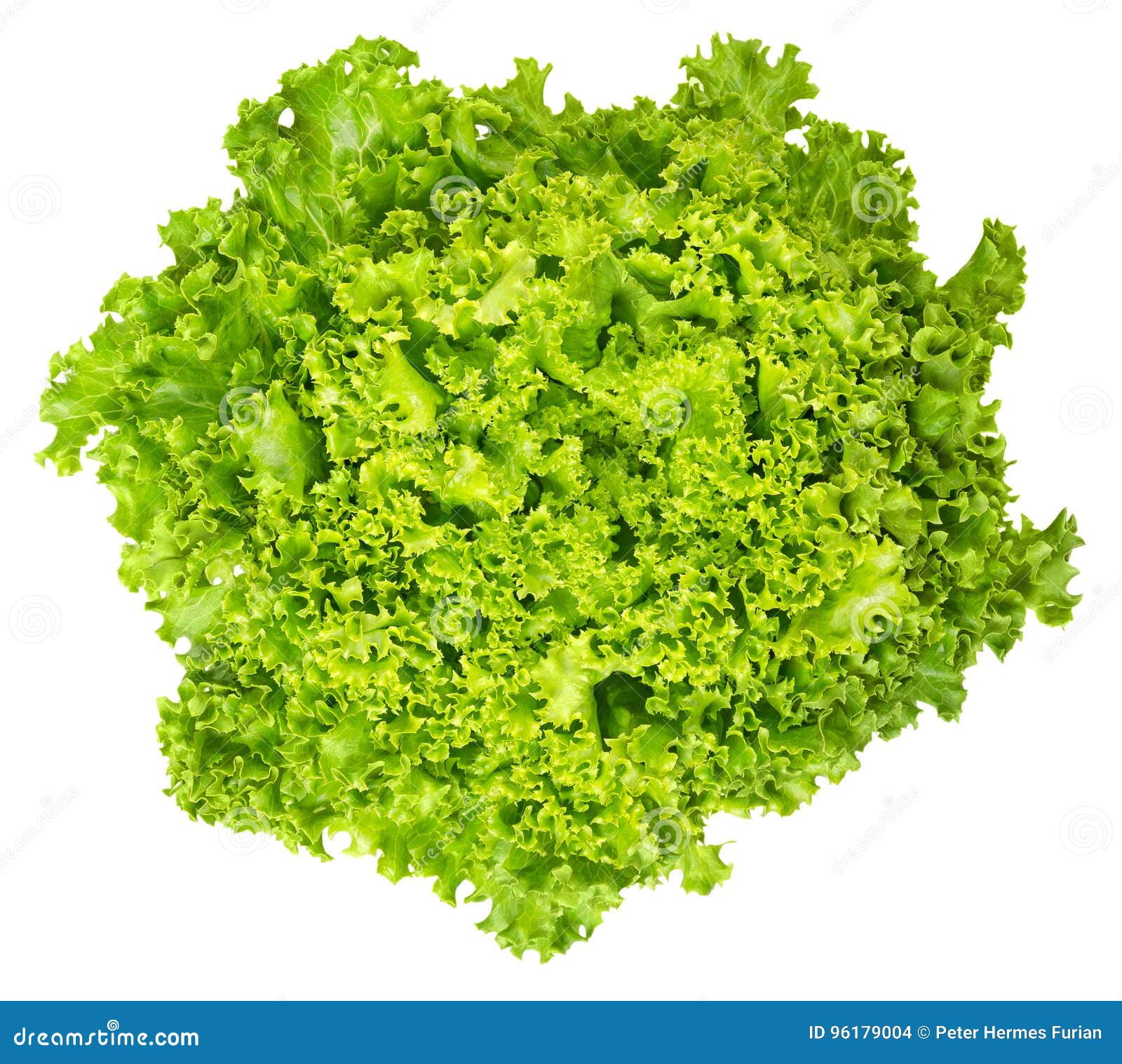 lollo bianco lettuce from above on white background