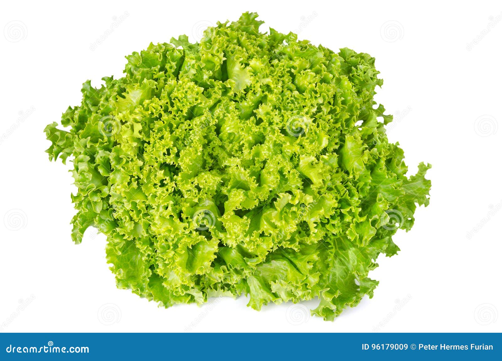 lollo bianco lettuce front view on white background