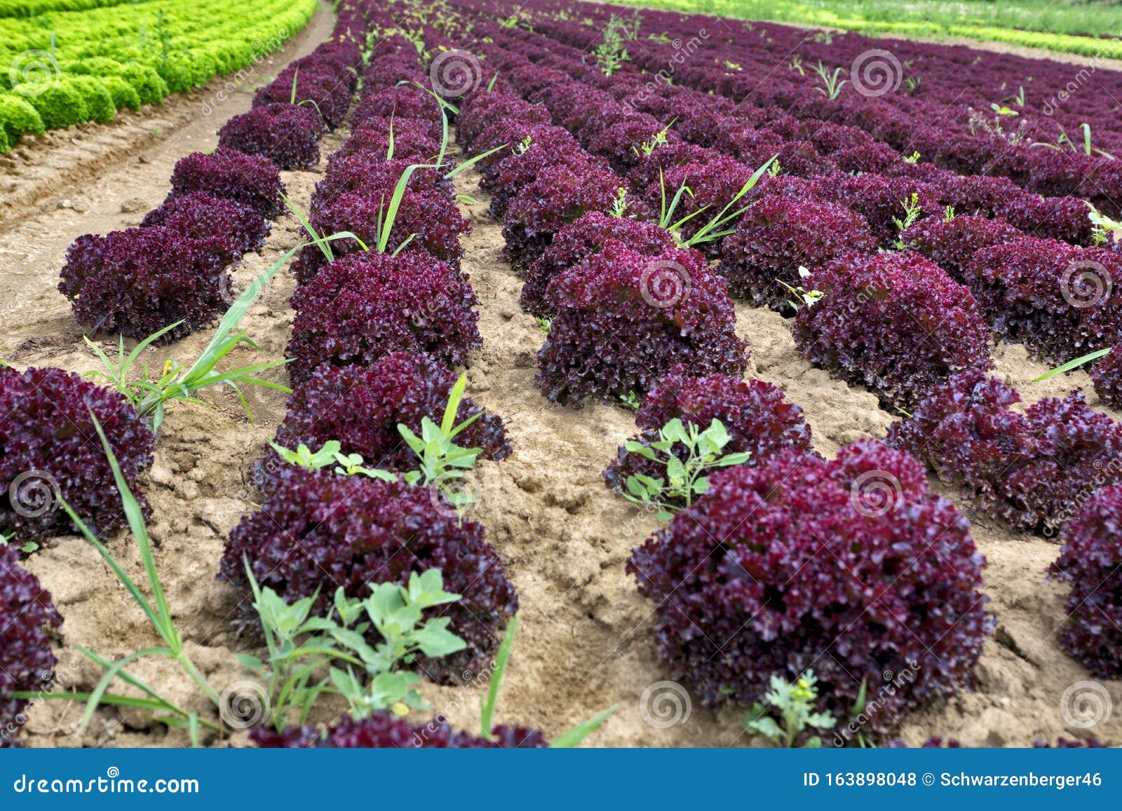 Lollo Bianco And Lollo Rosso Salad Field Stock Photo - Image of organic,  salad: 163898048