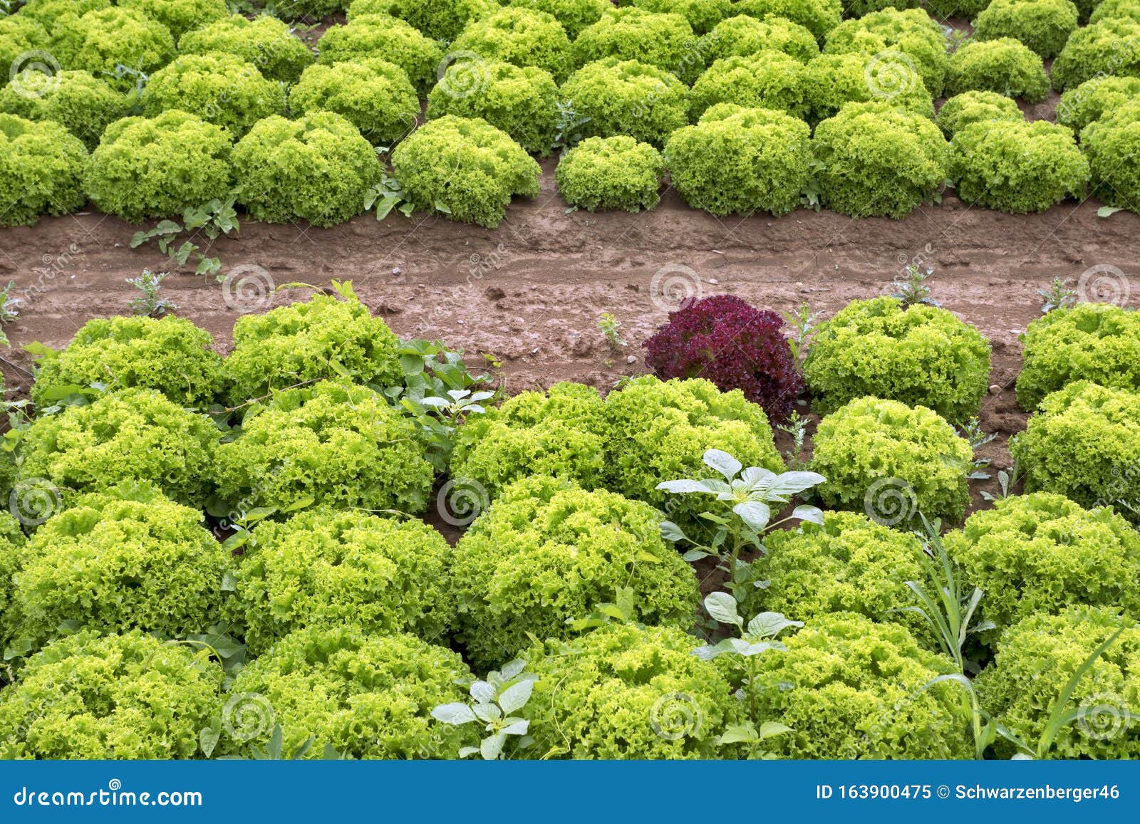 Lollo and Lollo Rosso Salad Field Stock - Image of bianco, 163900475