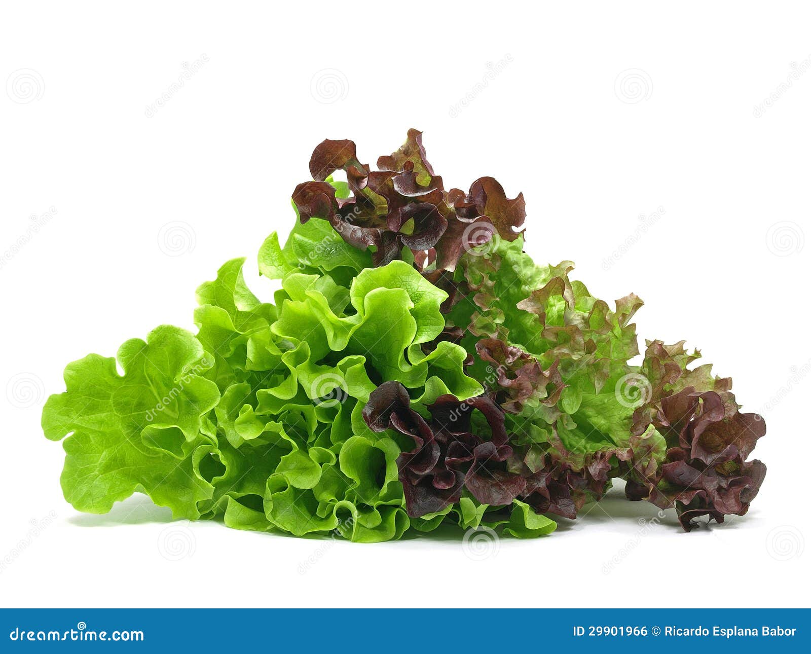 lollo rosso and batavia lettuce