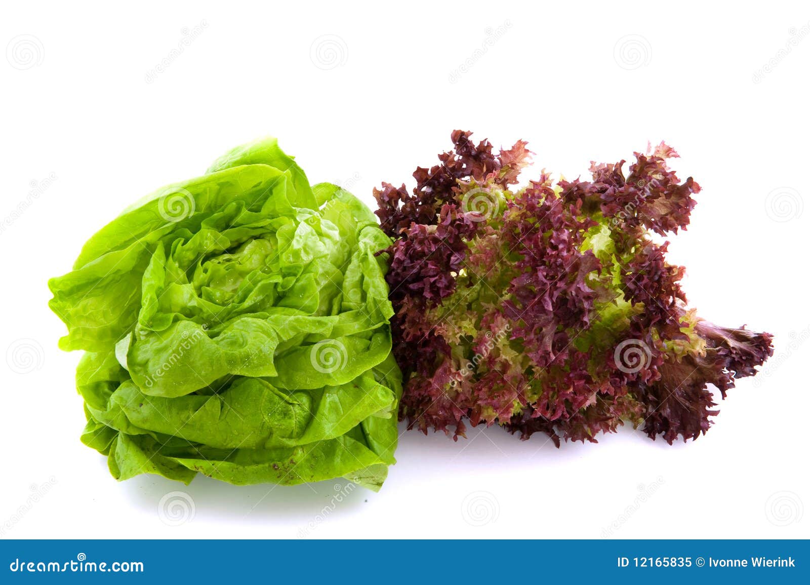 lollo rosso and butterhead salad