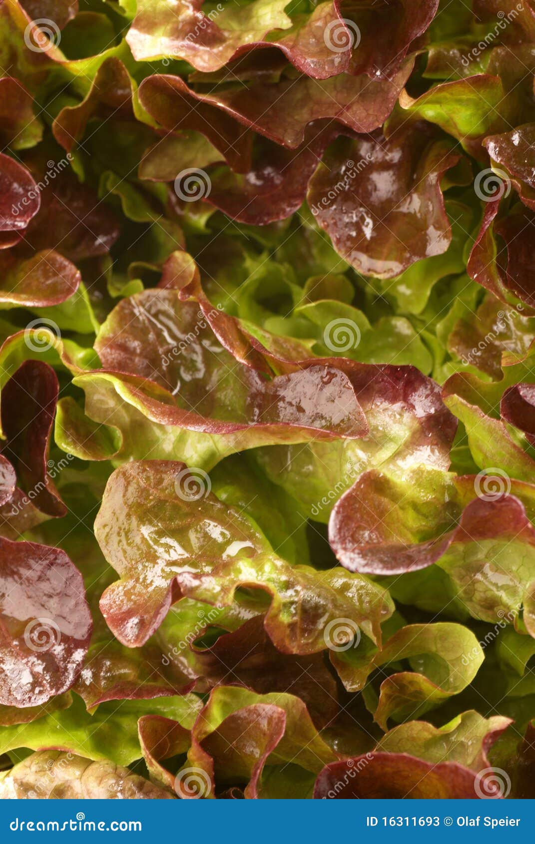 lollo rosso lettuce