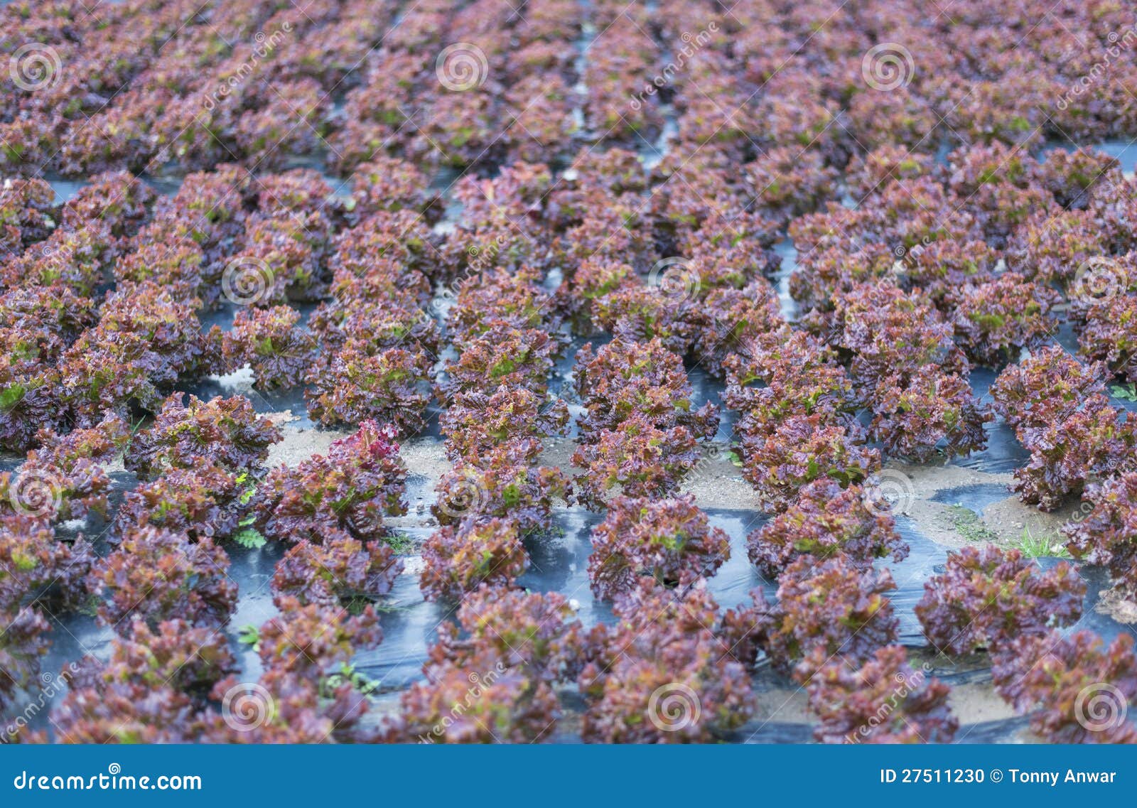 lollo rosso lettuce