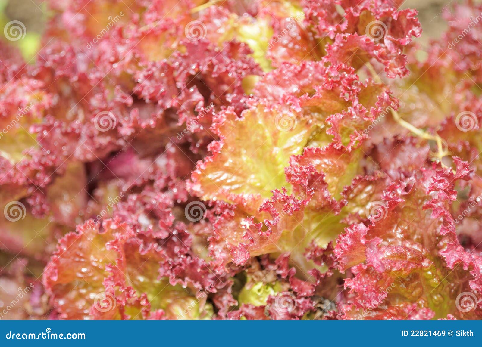 lollo rosso lettuce close-up