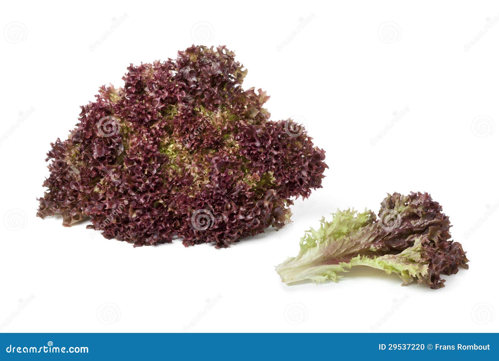 lollo rosso lettuce and a leaf