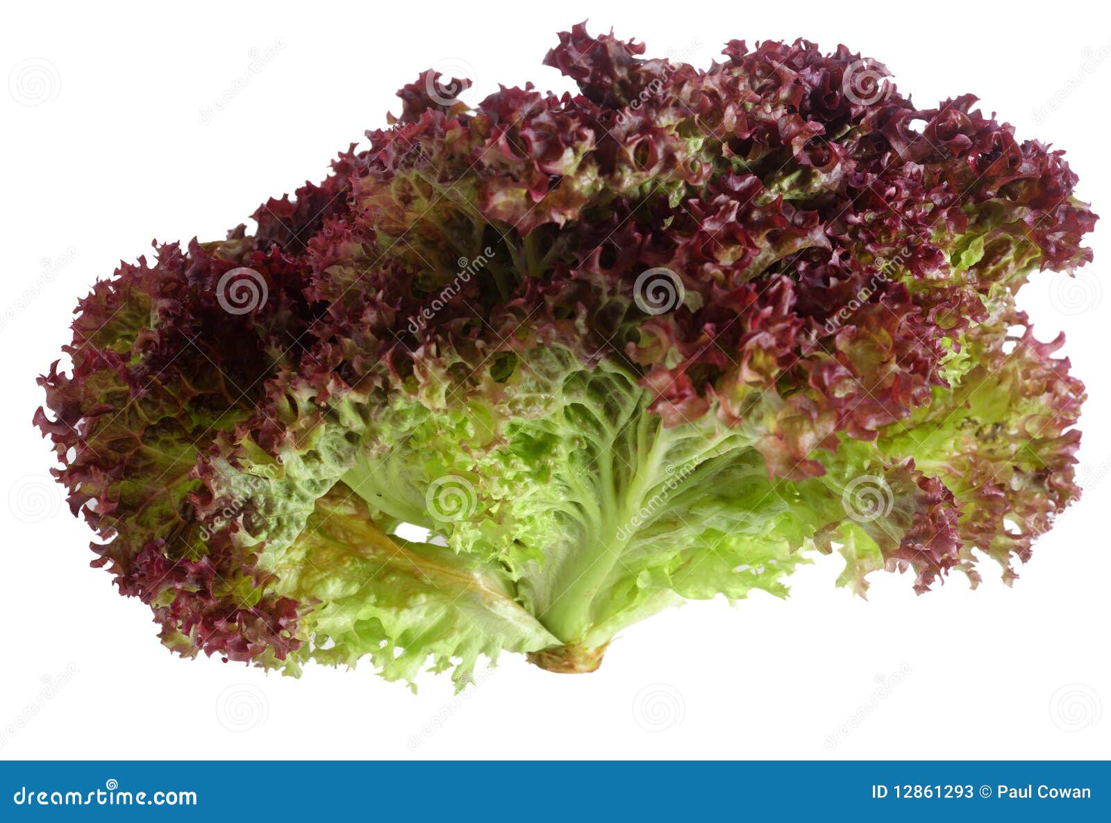 lollo rosso lettuce over white