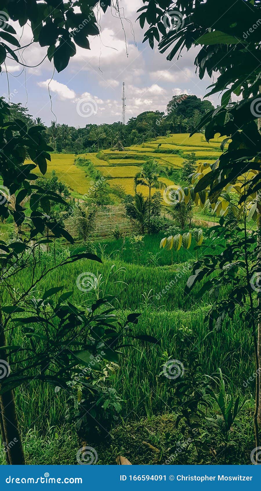 lombok - rice terrace field in tetebatu, north lombok