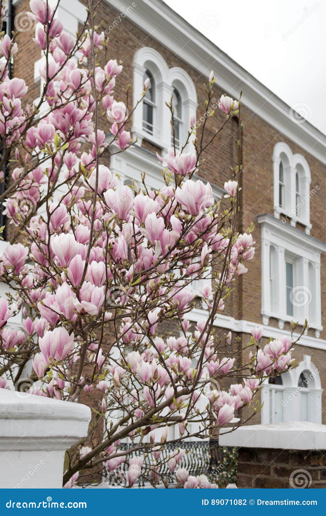 London in bloom. London is showing its beautiful spring outfit in the shape of blooming trees.