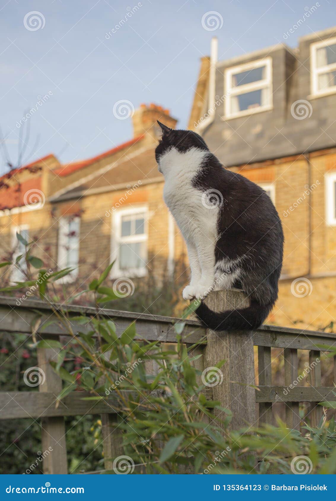 London England The Uk A White And Black Cat Looking Away From The Camera Stock Image Image Of Fluffly Cuddly 135364123