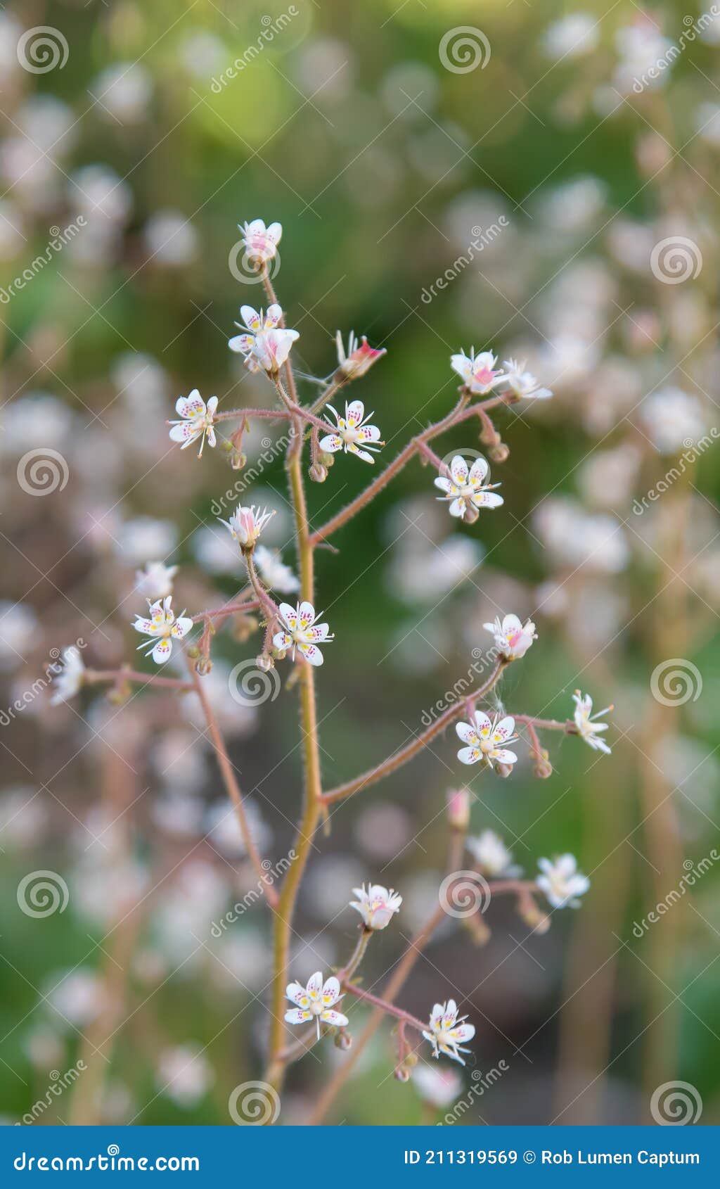 london pride, saxifraga x urbium, flowering