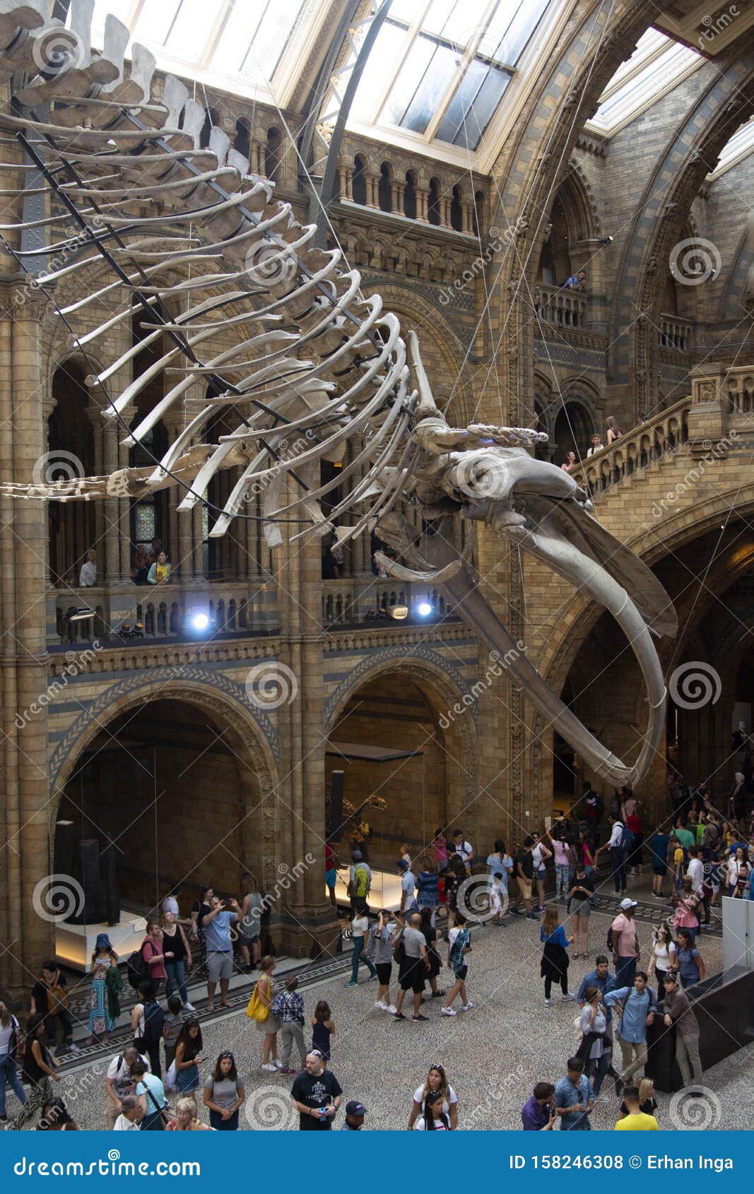 London, . August 22, 2019 - Natural History Museum Interior in London.  Travel in England Editorial Stock Photo - Image of historic, england:  158246308