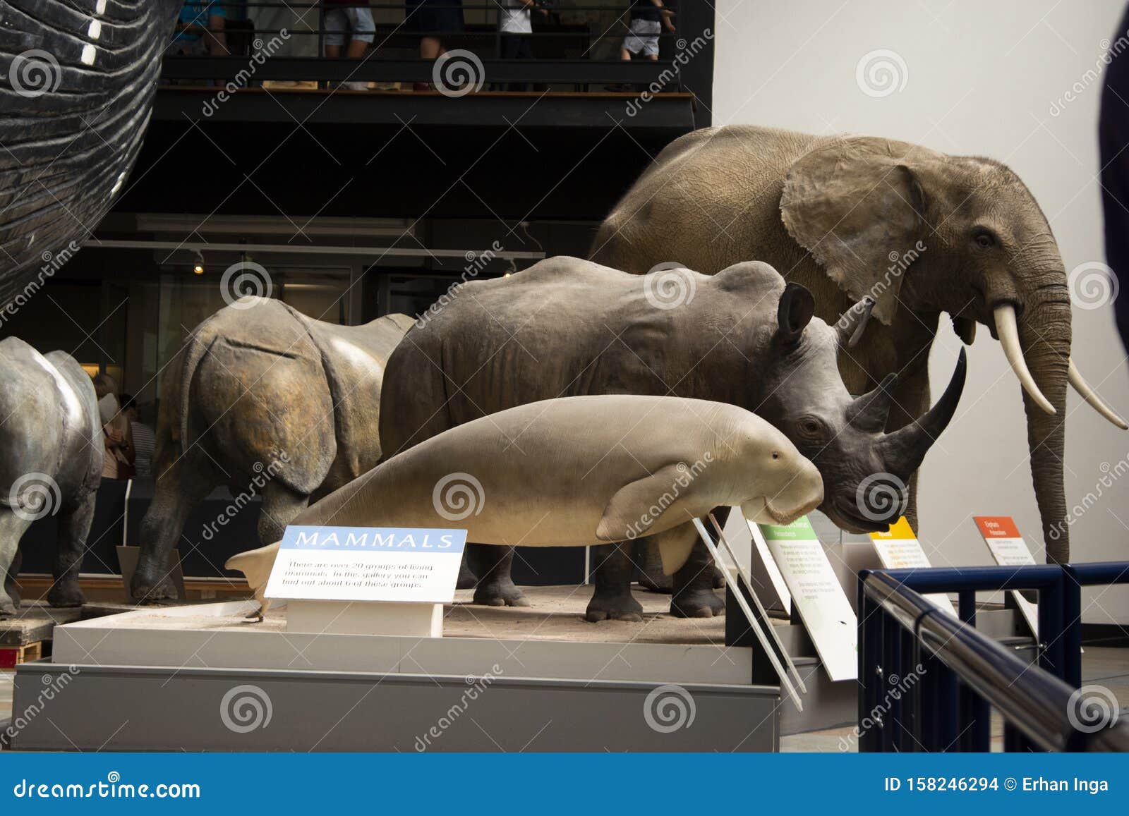 London, UK - August 22, 2019 - Stuffed Animals and Skeletons are Displayed  at the Natural History Museum in London, UK Editorial Stock Image - Image  of famous, london: 158246294