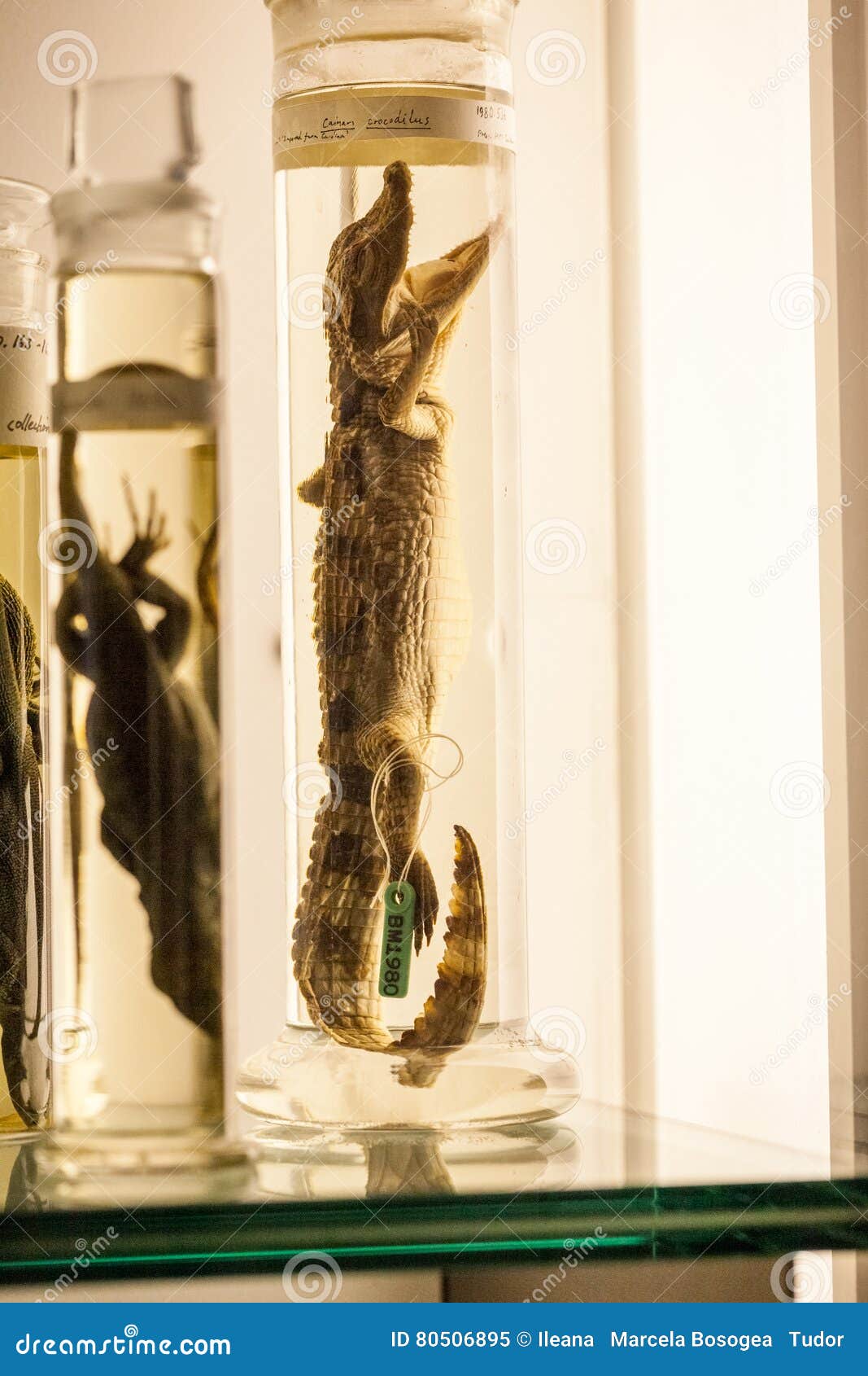 LONDON, UK, Natural History Museum - Preserved Animals and Species,  Laboratory Details Editorial Image - Image of england, culture: 80506895