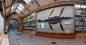 Panorama Of One Of The Halls With Dinosaur Fossils In Natural History Panorama Of One Of The Halls With Dinosaur Fossils In Natural History