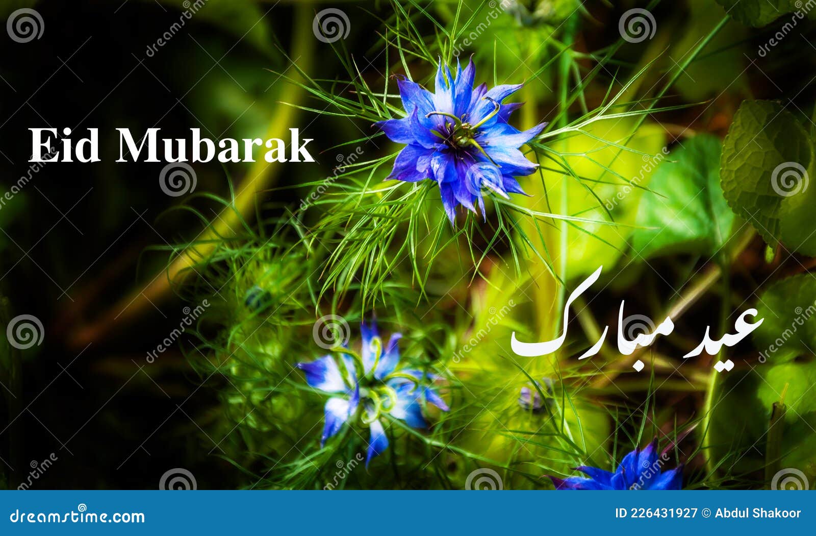 Urdu Eid Mubarak Card in Blue Flowers Stock Image - Image of ...