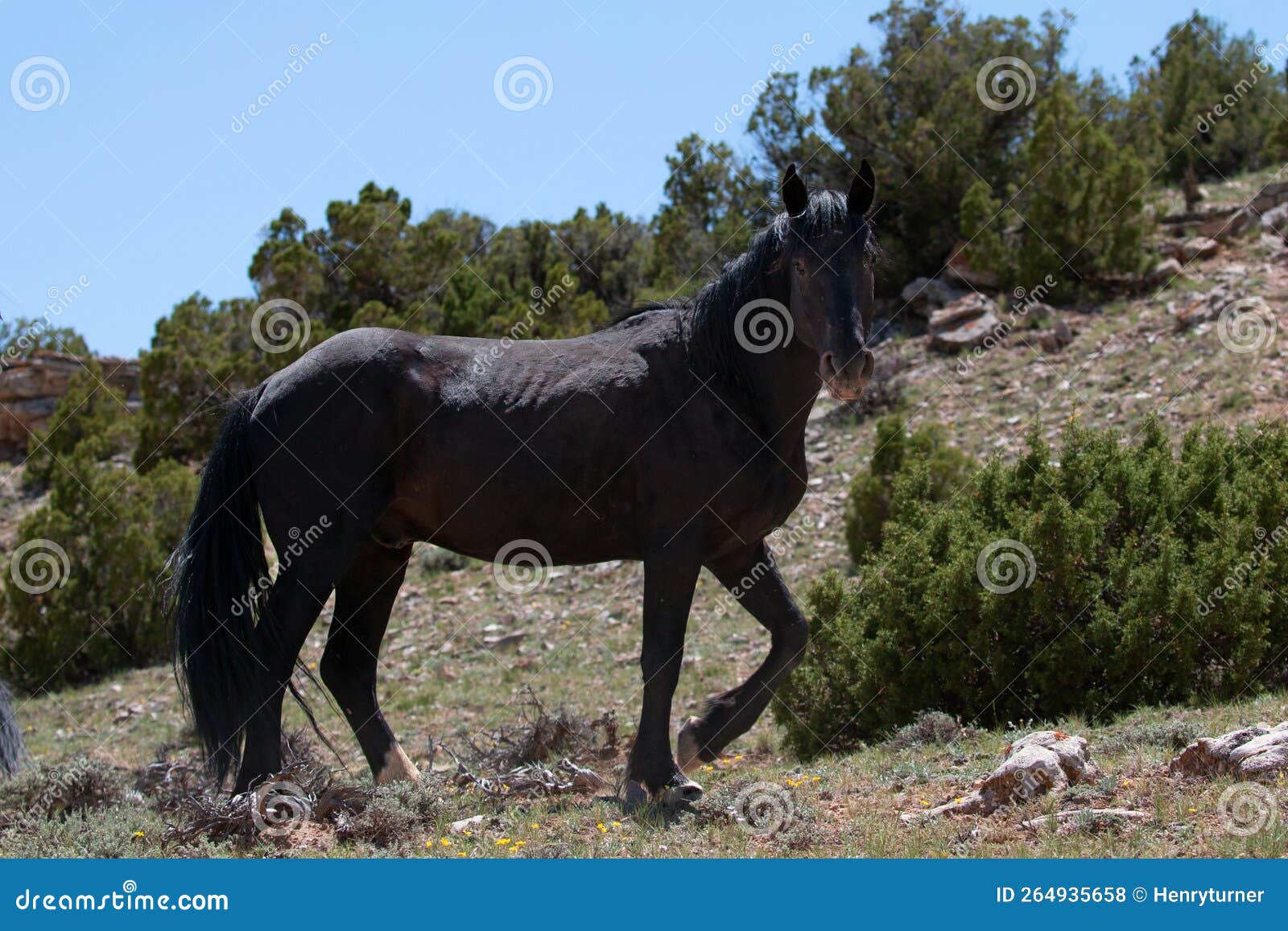 lone black stallion wild horse on mineral lick hillside on pryor mountain in the western usa