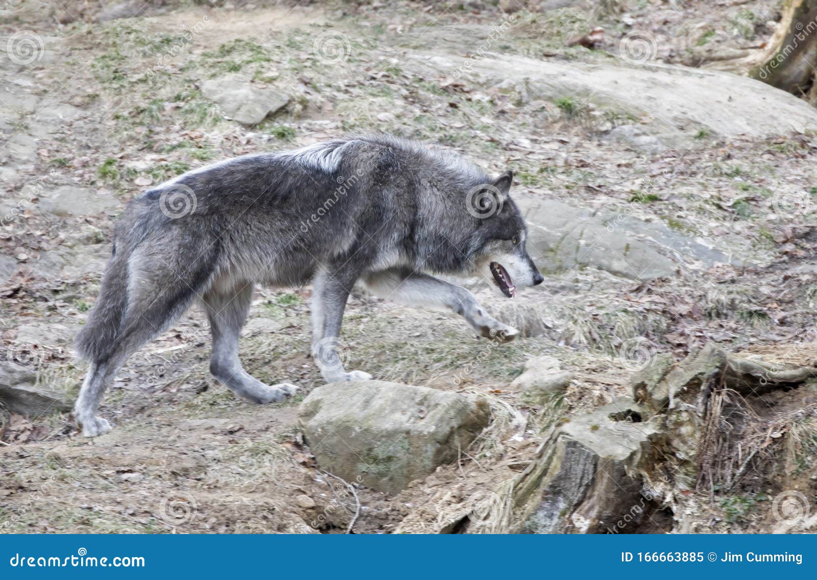 A Lone Black Wolf Standing in the Forest in Canada Stock Image Image