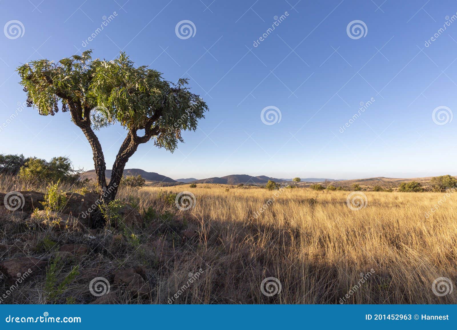 Lone Cabbage Tree on Dry Grass Plain Stock Image Image of botany