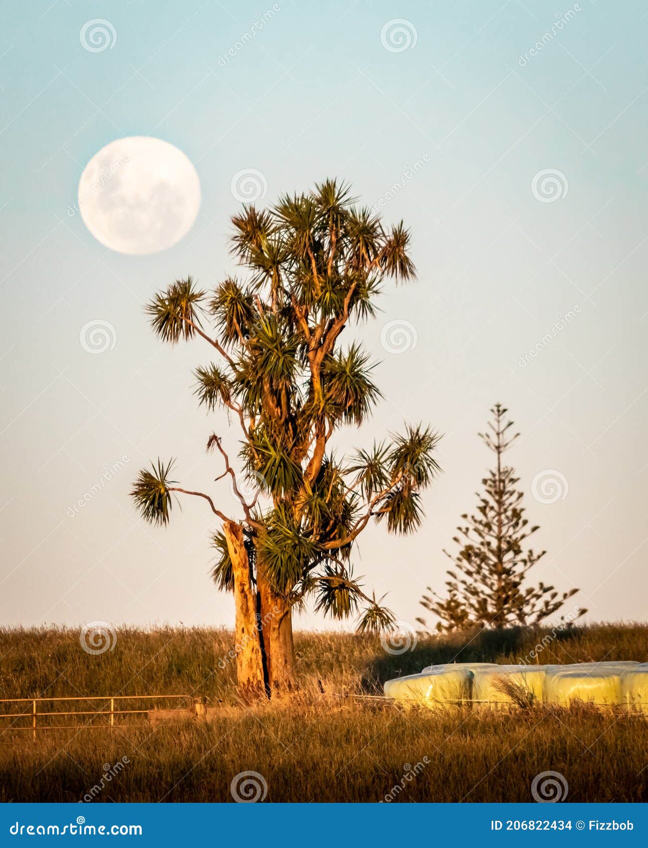 lone cabbage tree with full moon, new plymouth, new zealand
