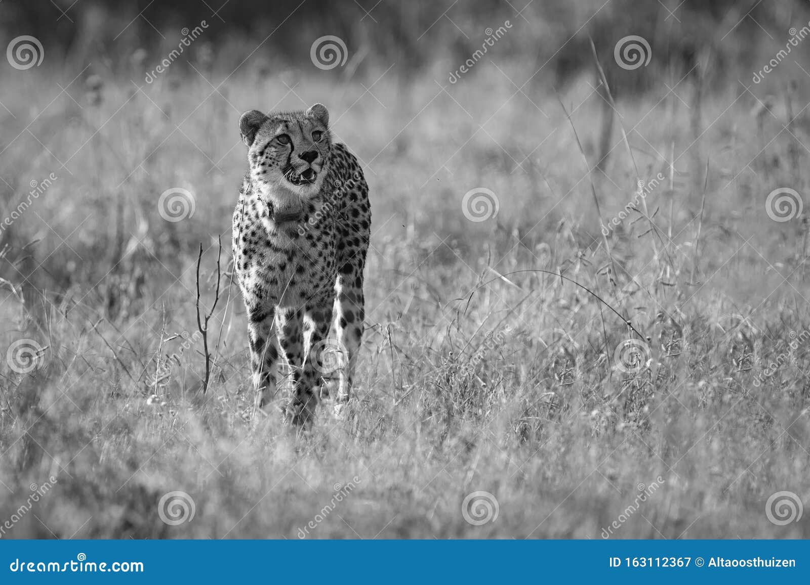 Lone Cheetah Stalking Prey through Long Grass of a Veldt in Artistic ...