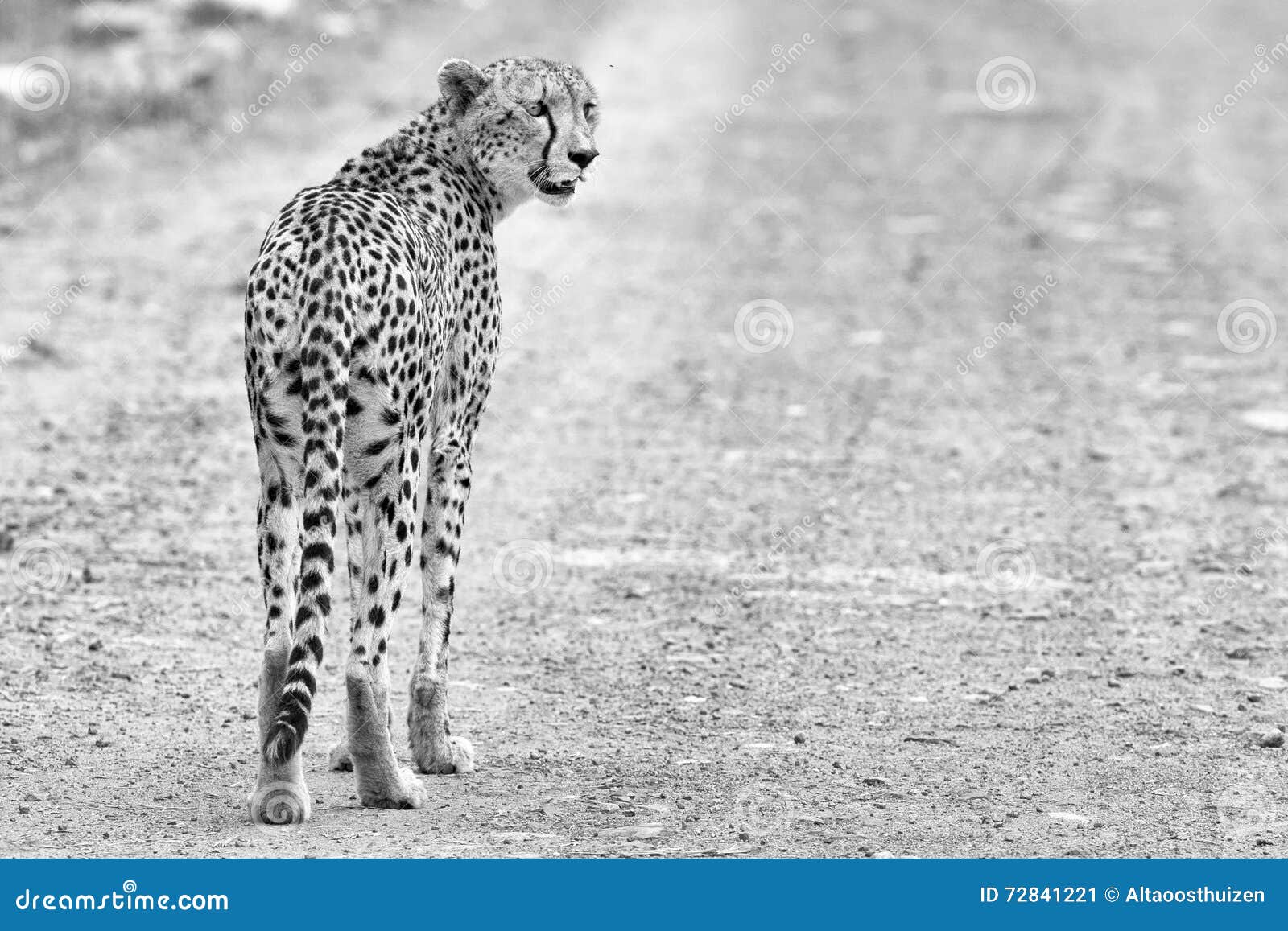 Lone Cheetah Walking Across a Road at Dusk Looking for Prey Stock Image ...