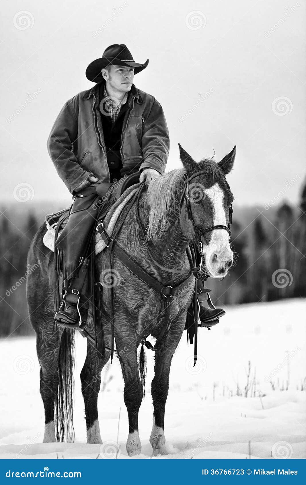 527 Horse Wrangler Stock Photos - Free & Royalty-Free Stock Photos from  Dreamstime
