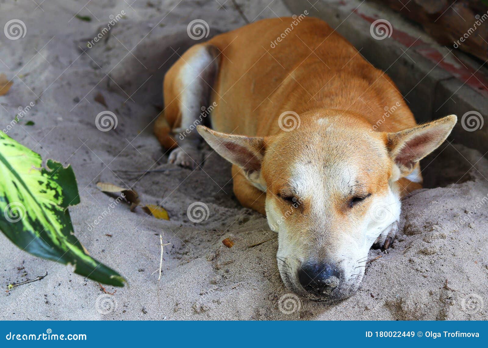 A Lone Dog Sleeps on the Sand Stock Image Image of outdoors, sleeping