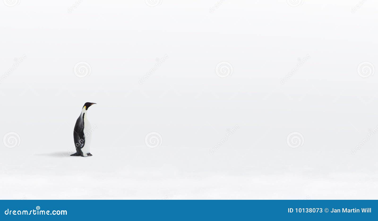 lone emperor penguin
