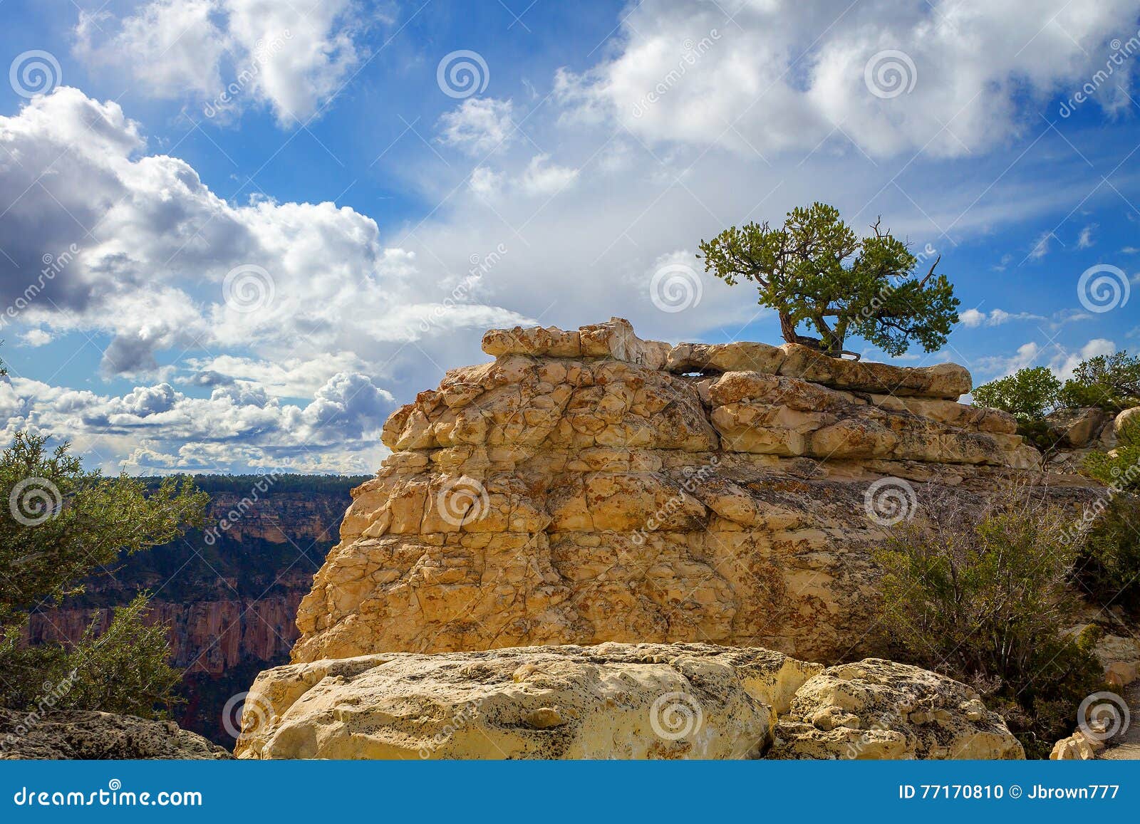 Lonely Pines in the Grand Canyon Digital Download