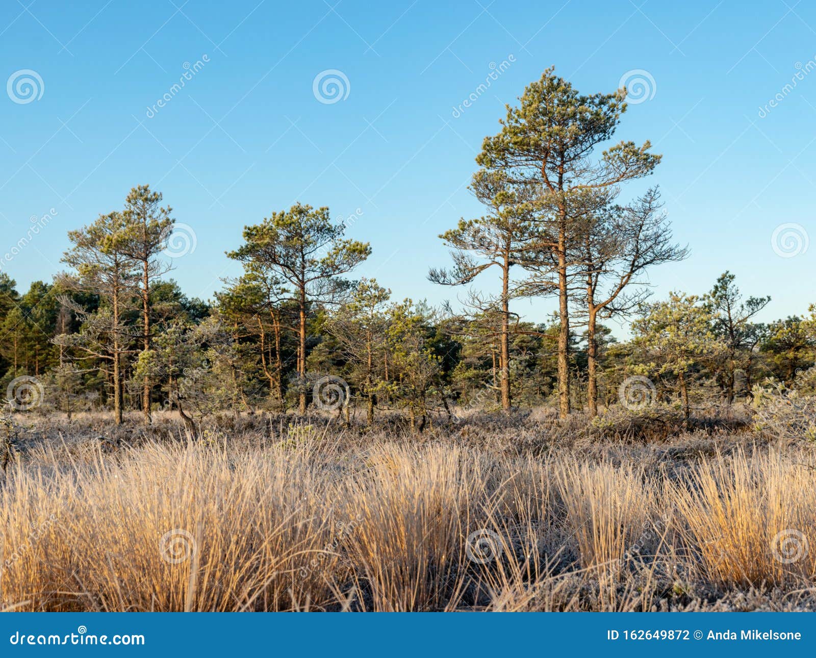 Lone Mire Pine, Beautiful Sunrise Mire, Frosty Nature Stock Photo ...