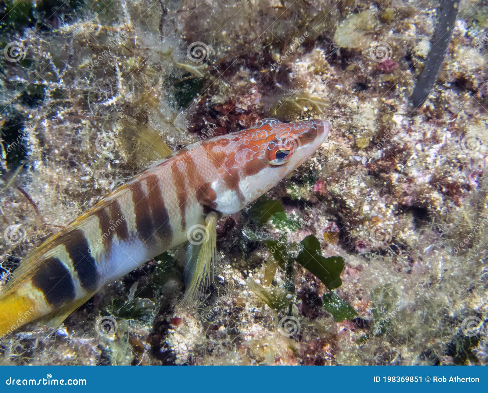 a lone painted comber serranus scriba