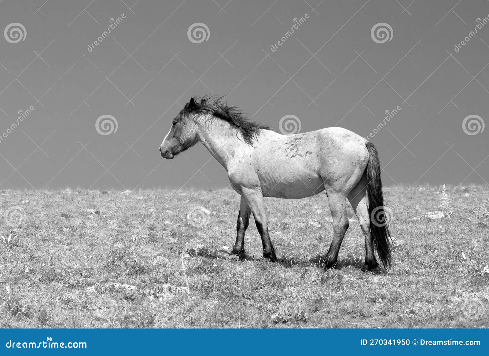 lone pale roan stallion wild horse on desert mountain ridge - black and white