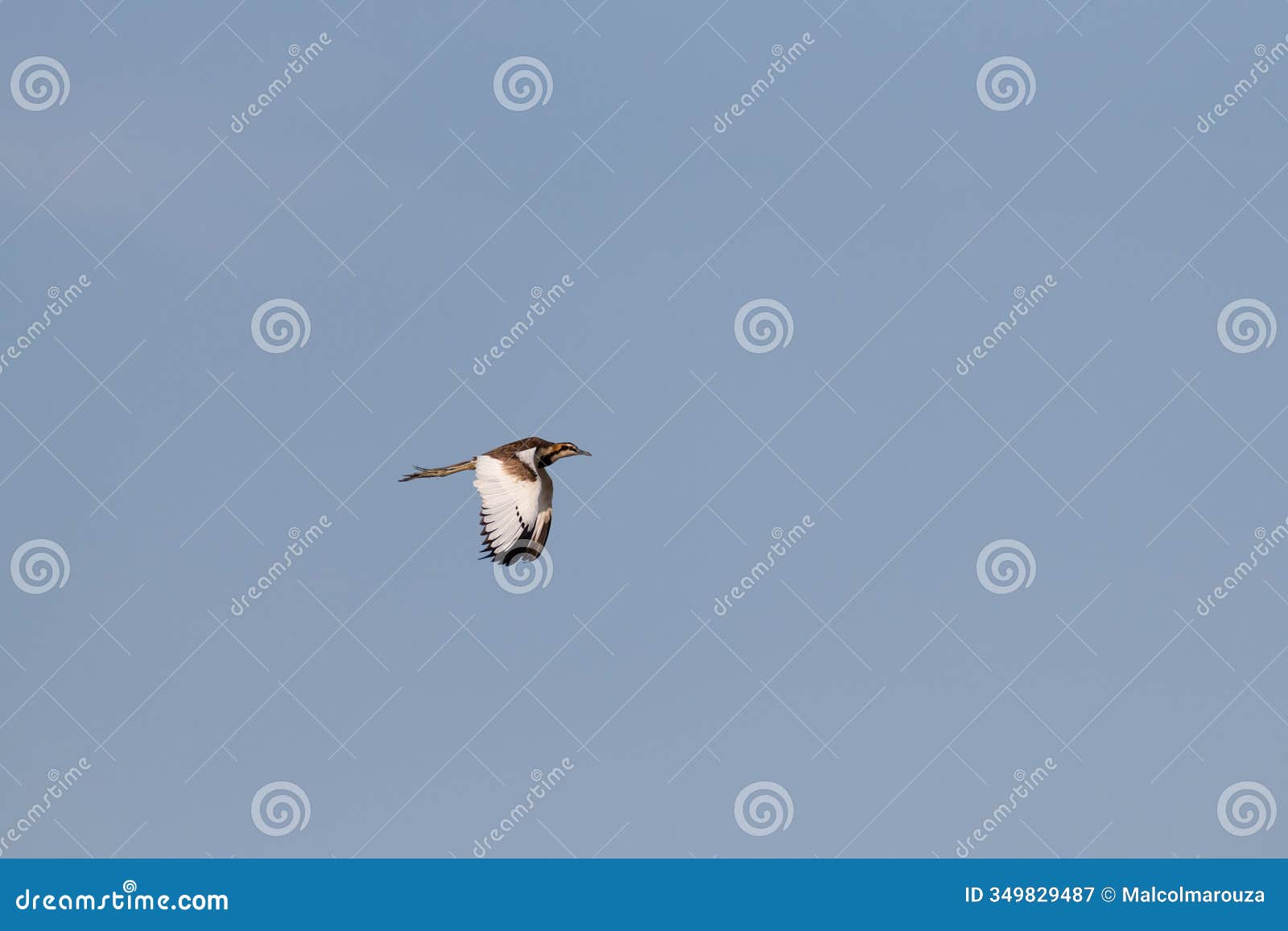 lone pheasant-tailed jacana in flight against a blue sky background