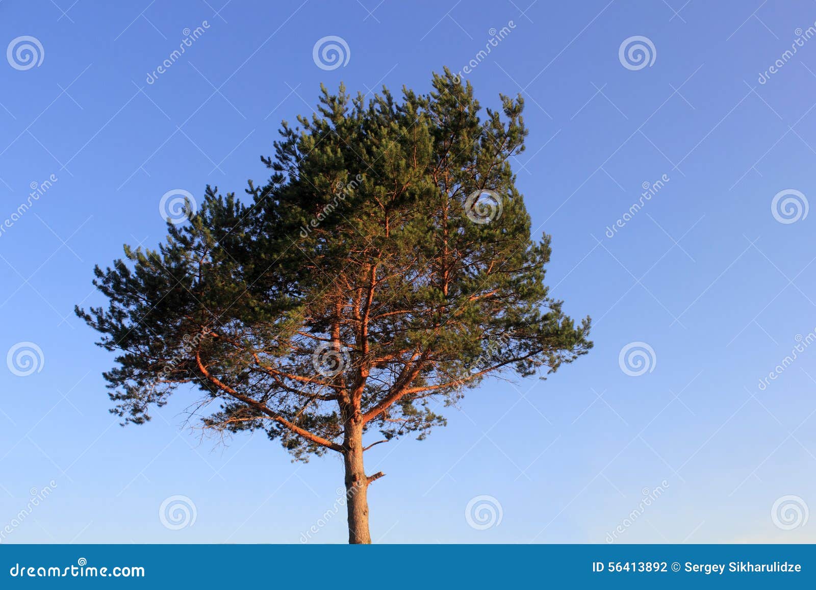 Lone Pine Over the Blue Sky Stock Photo Image of lights, pine 56413892