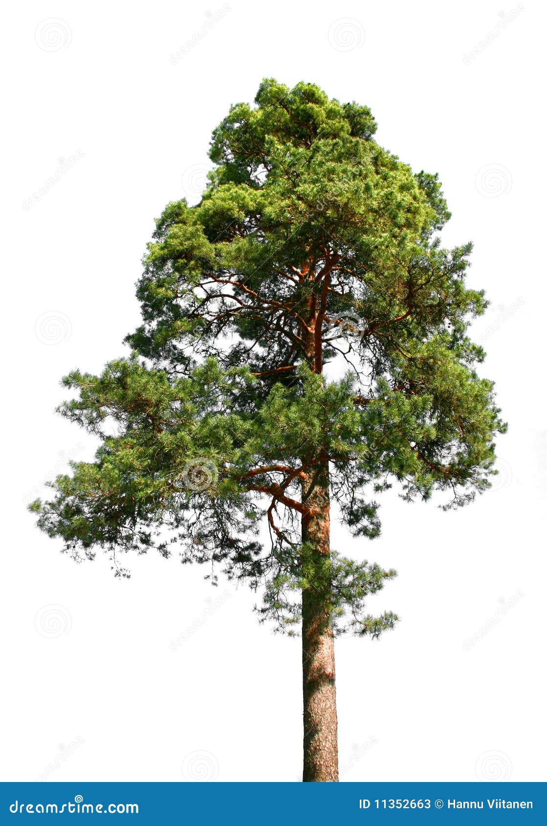 lone pine tree on white
