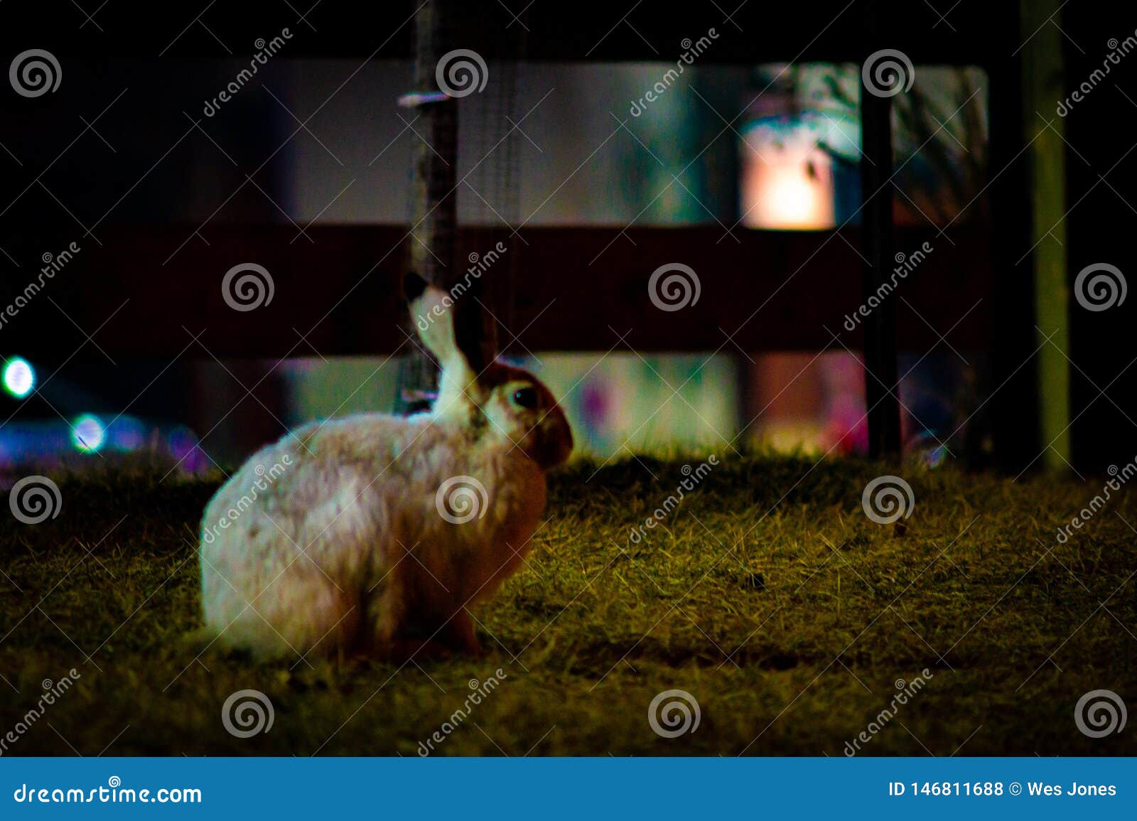 Rabbit in Open Grass Field at Night Stock Photo Image of rabbits