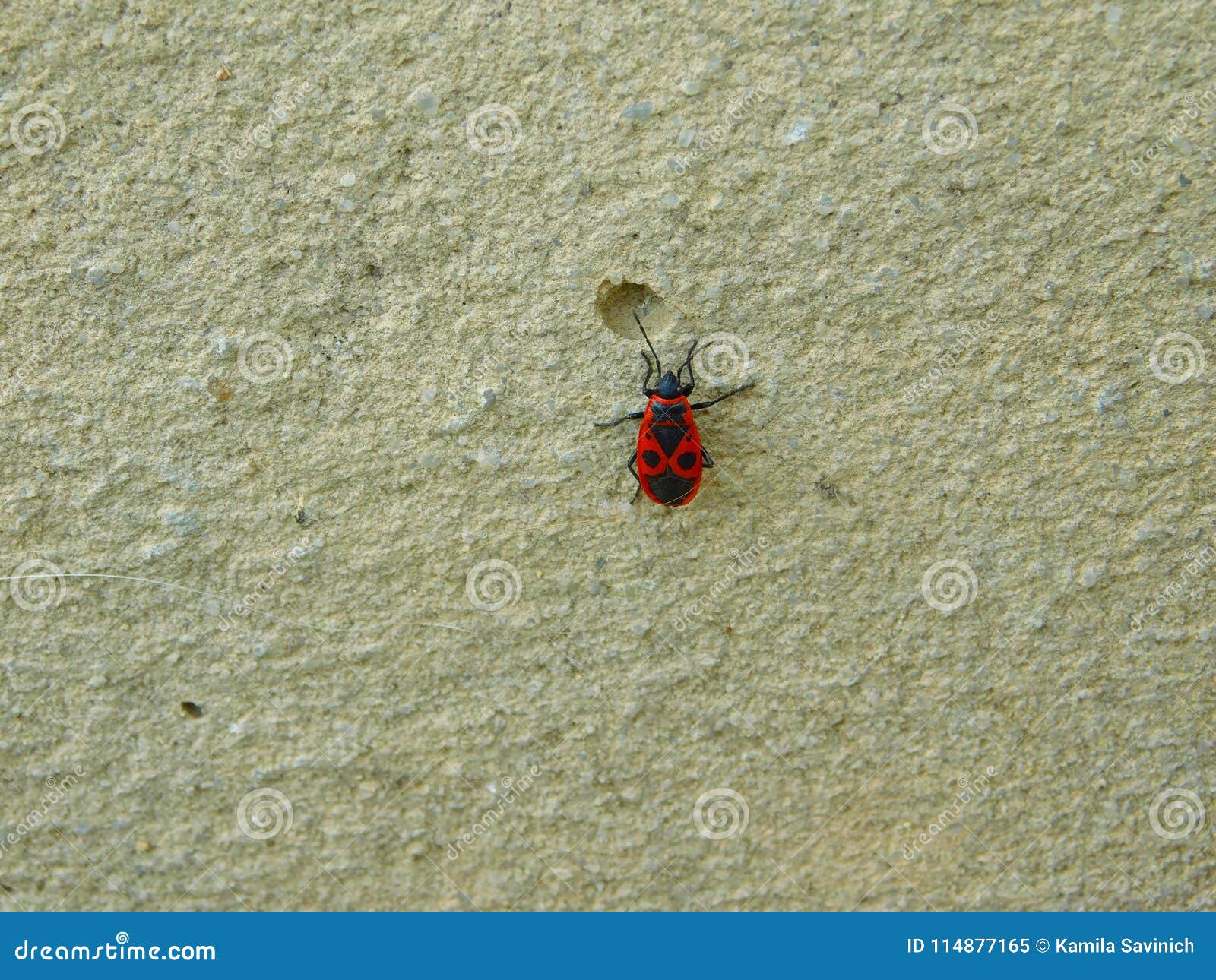 Red Bug Angel on the Background of the Cement Wall Stock Image Image