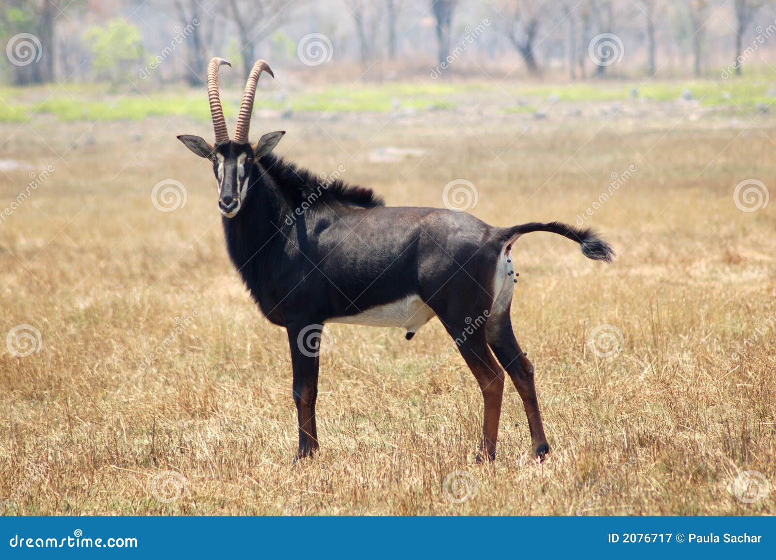 a lone sable male
