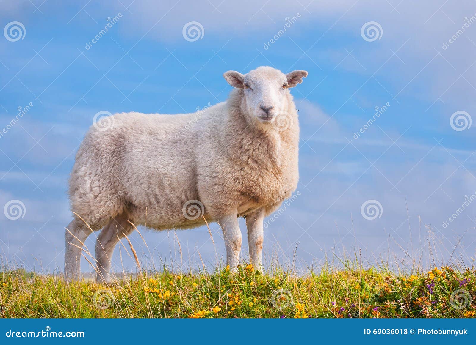 lone sheep against blue sky