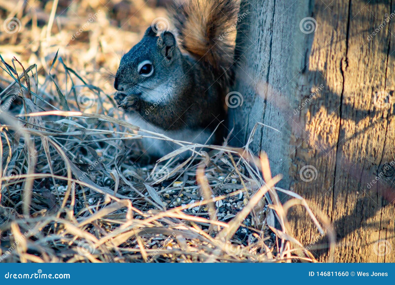 Squirrel in Open Grass Field at Night Stock Photo Image of rodent