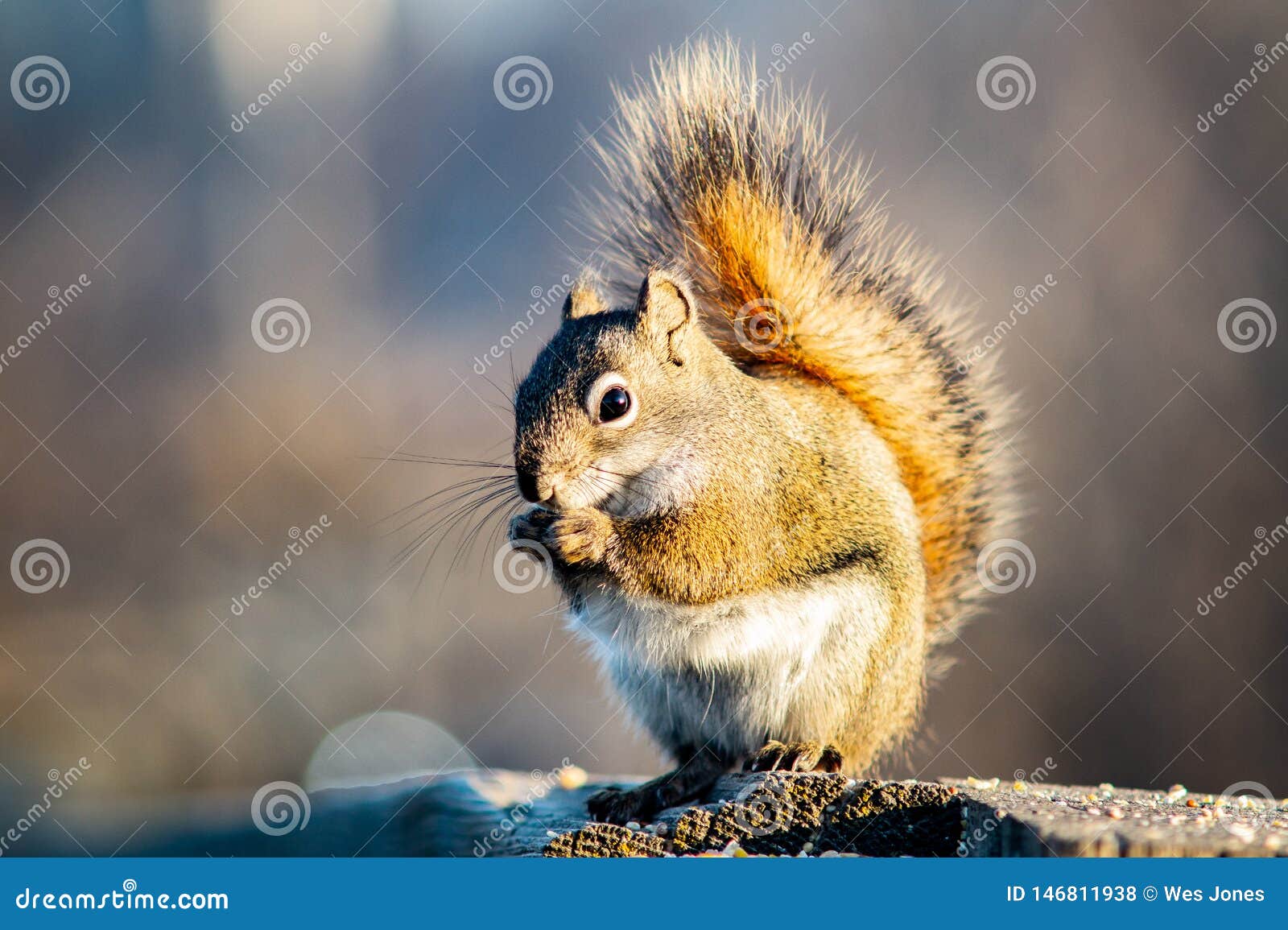 Squirrel in Open Grass Field at Night Stock Photo Image of pigeon