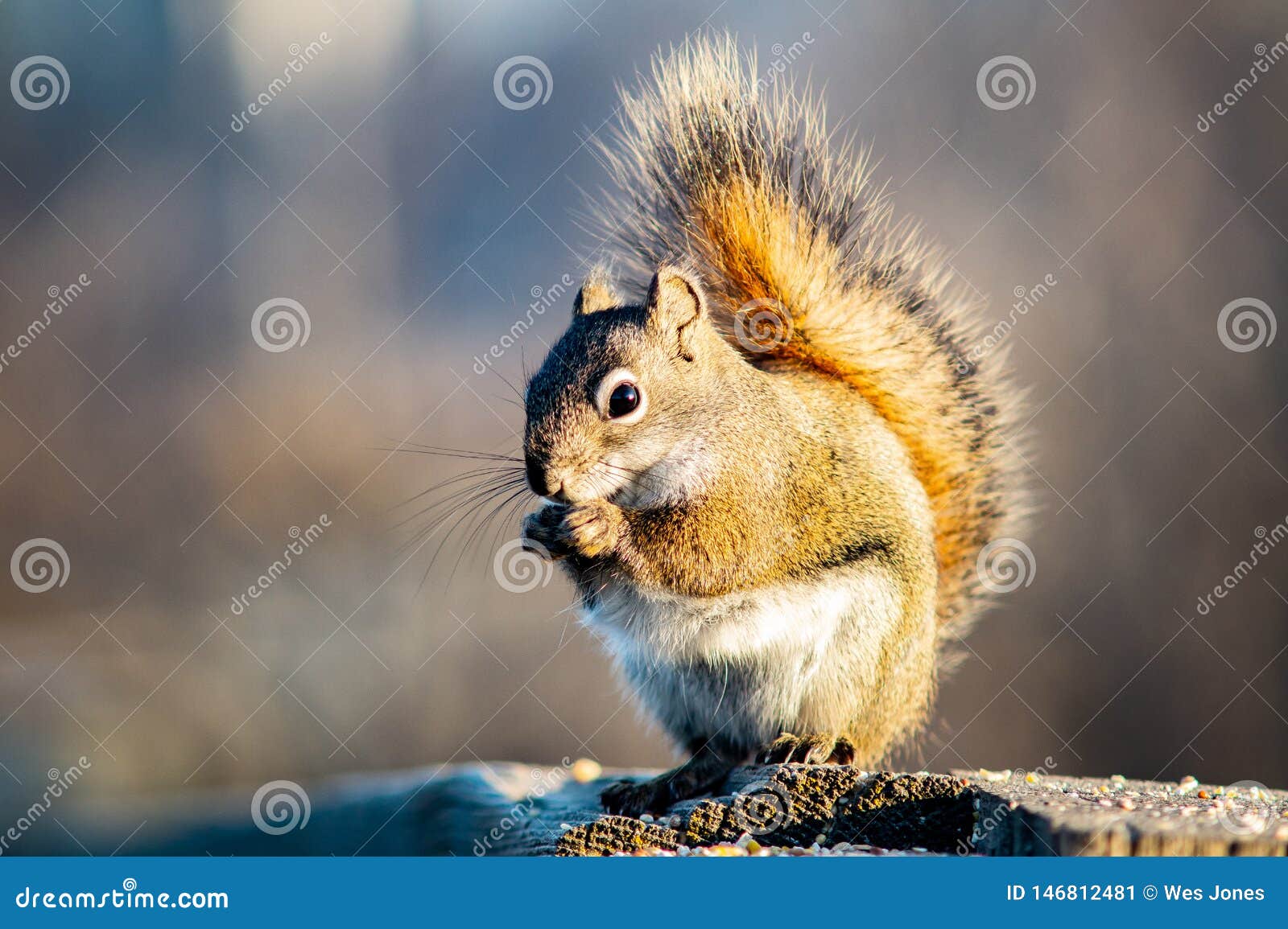 Squirrel in Open Grass Field at Night Stock Image Image of open