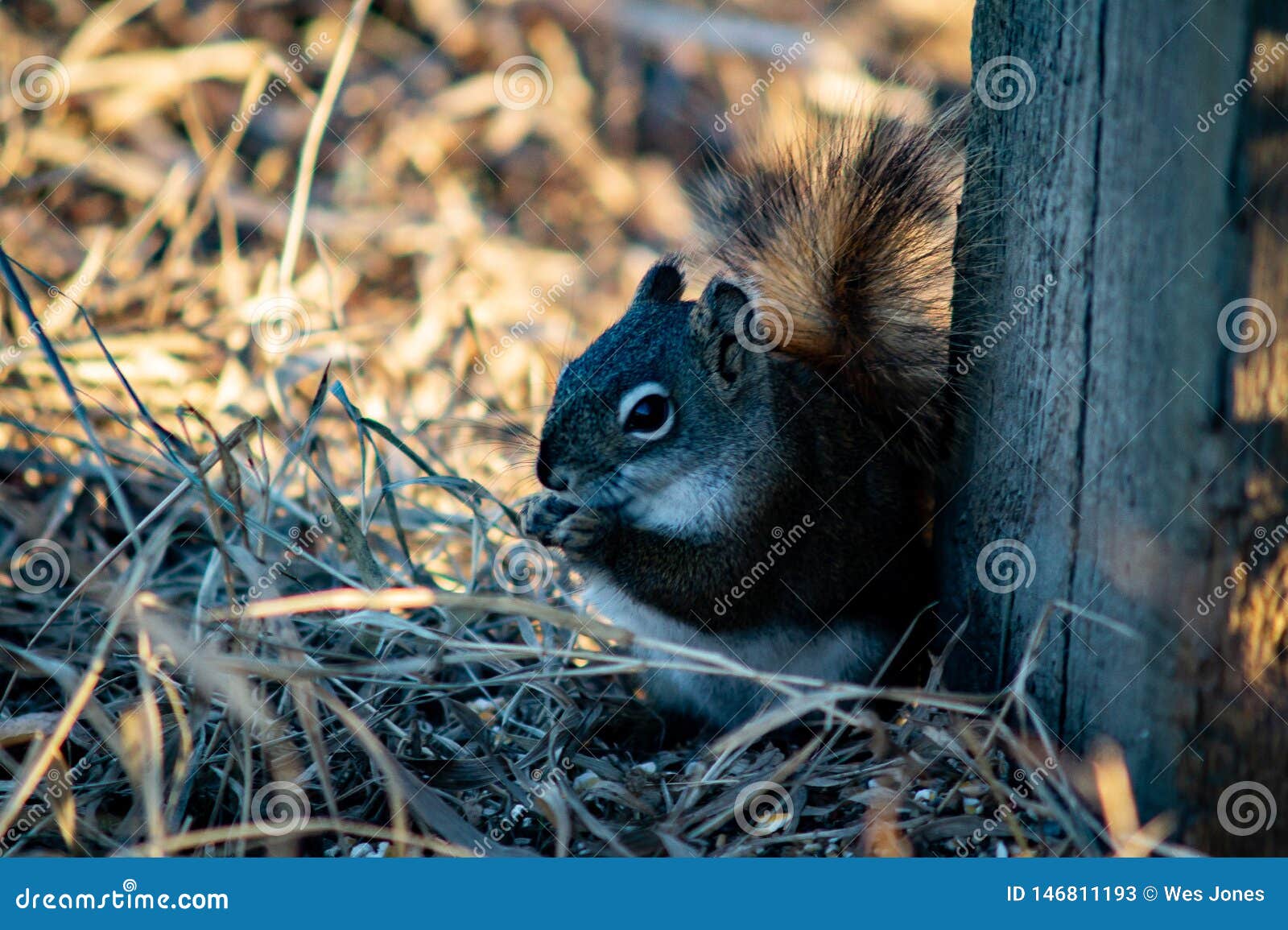 squirrel in open grass field