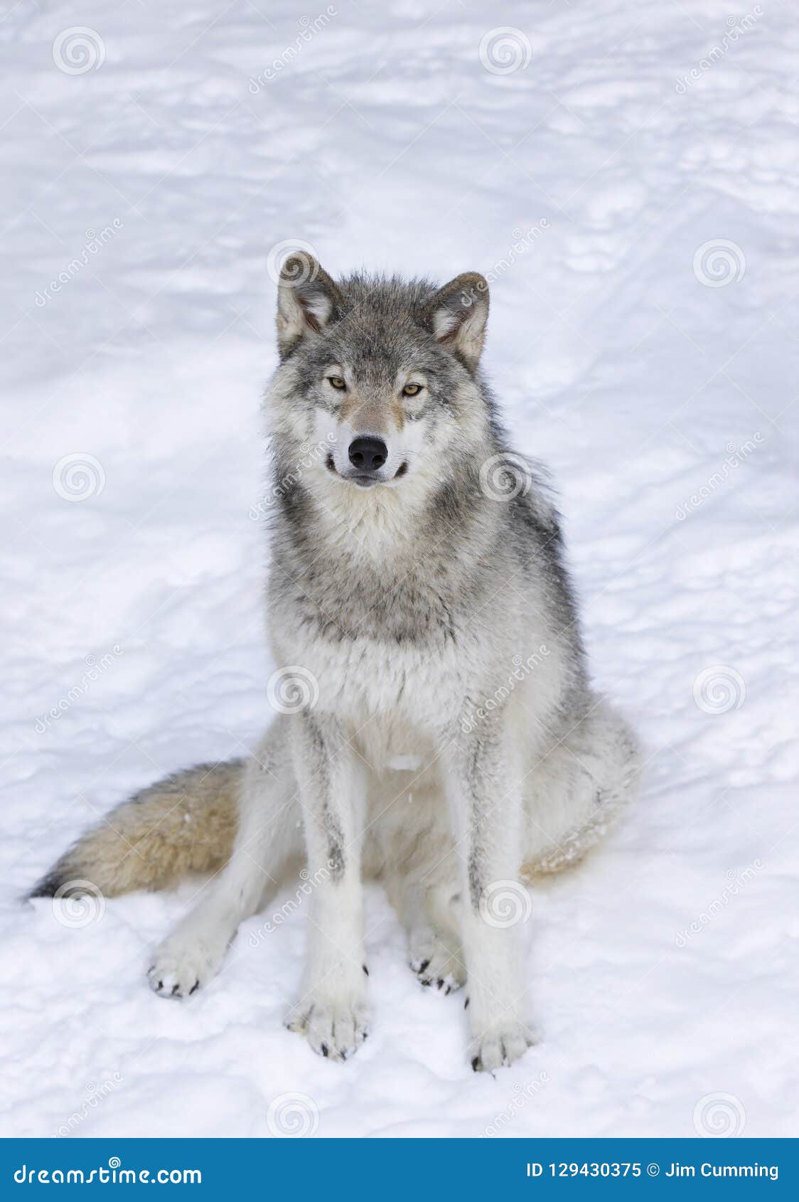 wolf sitting
