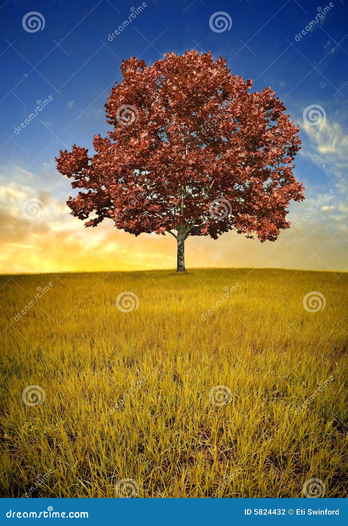 Lone tree stock photo. Image of lone, fall, single, alone 5824432